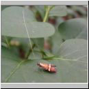 Nemophora degeerella - Degeers Langfuehler 03.jpg